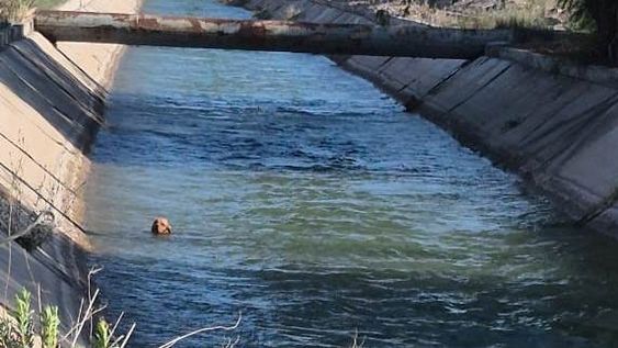 Al perro que lo arrastró el agua de un canal sólo se le veía la cabeza.