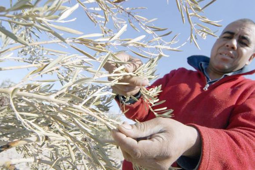 Los olivos, en su peor momento