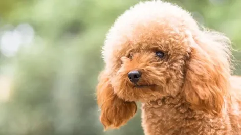 Investigan a un metalúrgico acusado de abusar sexualmente de la perra de sus hijos