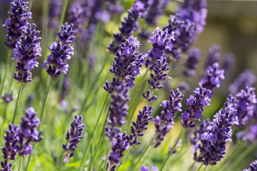 Un perfume exquisito, la lavanda
