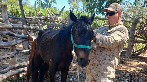 Uno de los animales rescatados con heridas propias del maltrato al que era sometido.
