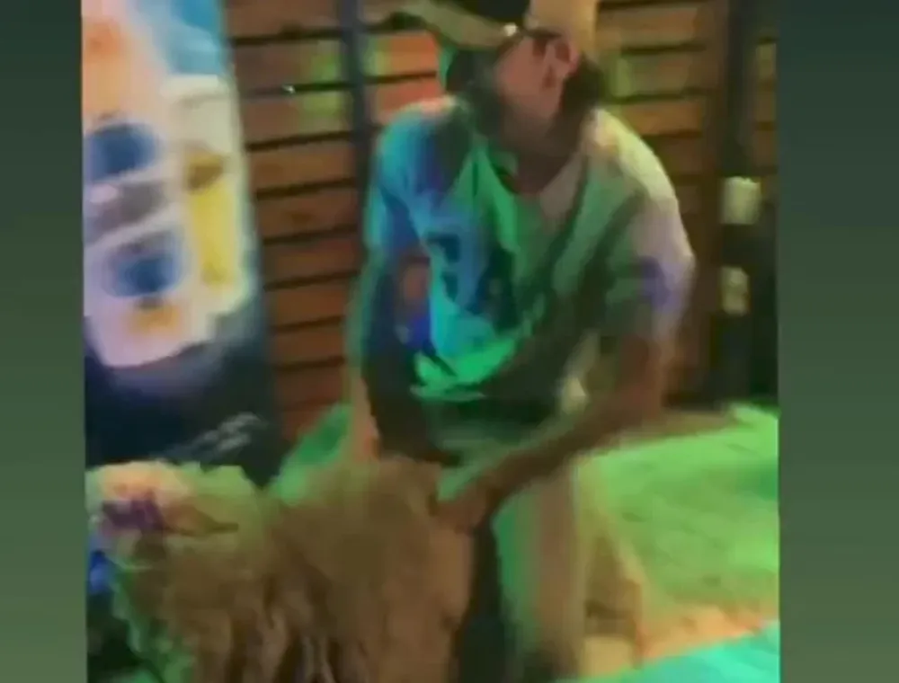Escándalo en un boliche: ingresaron ovejas y las montaron