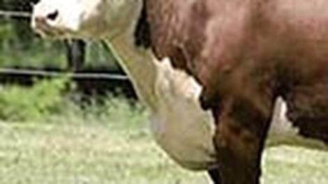 El 17% de razas ganaderas en gran peligro de extinción