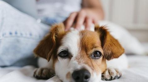 Viruela del mono: aconsejan a los contagiados que eviten el contacto con las mascotas