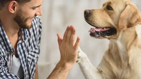 Por qué los perros no pueden comer tomate
