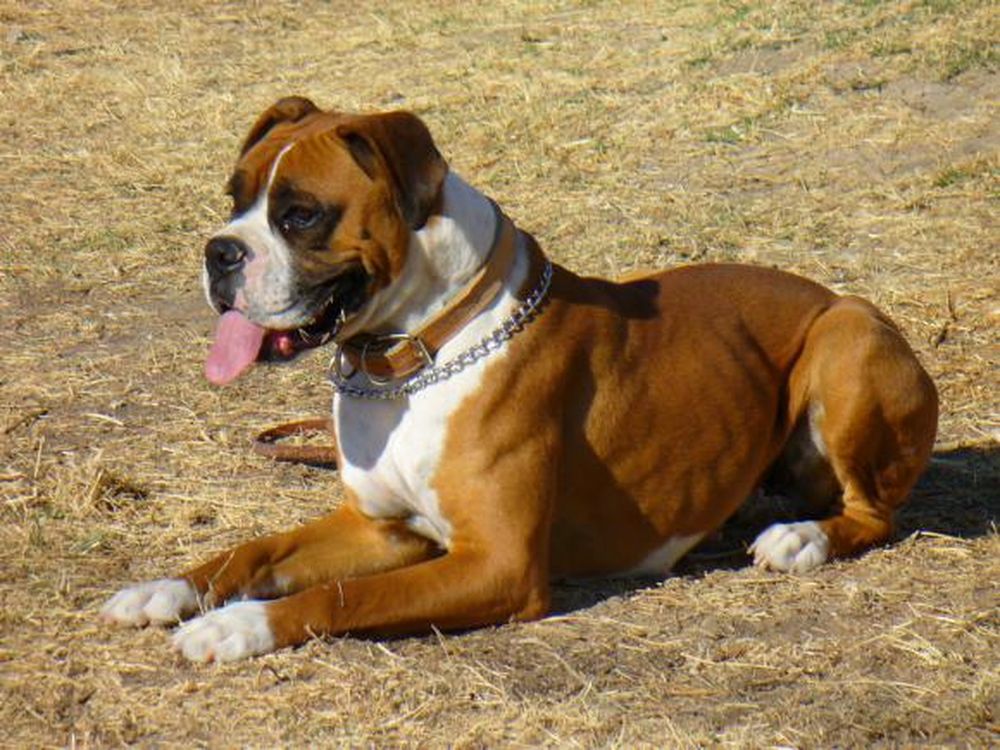Tras el ataque a la anciana, ¿qué hacer con un perro violento?