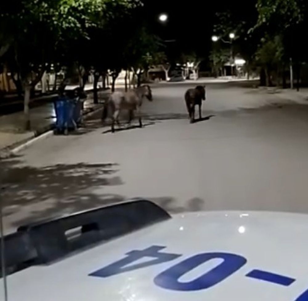 Unos caballos coparon la plaza de Caucete y debieron ser sacados por la policía