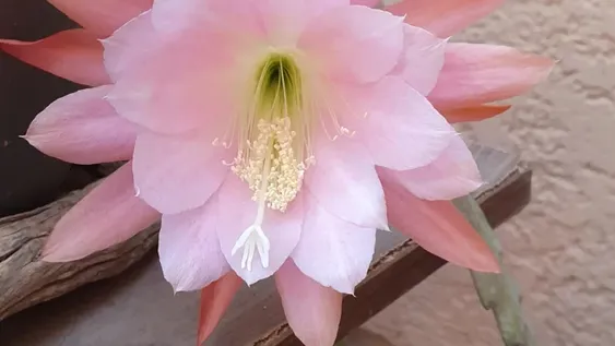 Belleza