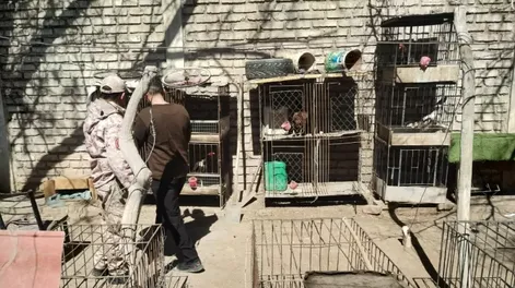 Nuevo golpe al tráfico ilegal de fauna silvestre: 137 aves, 10 gallos y hasta marihuana