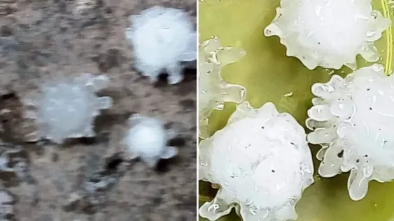 Cayeron enormes granizos con “forma de coronavirus” y causaron sorpresa