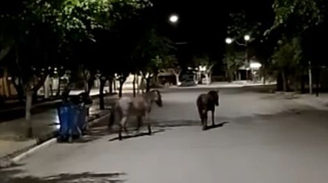 Unos caballos coparon la plaza de Caucete y debieron ser sacados por la policía