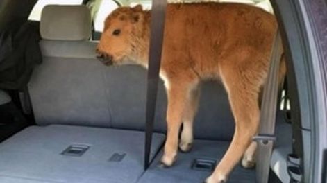 Quisieron ayudar a un bisonte y terminaron sacrificándolo