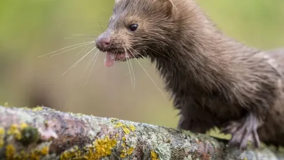 Estados Unidos detecta el primer animal silvestre infectado por el nuevo coronavirus