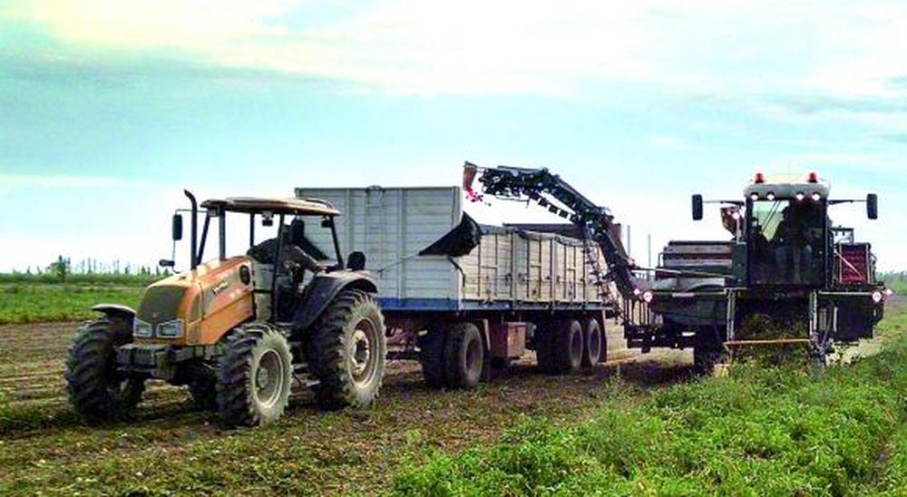 Hacen cultivos de tomate para industria totalmente mecanizados