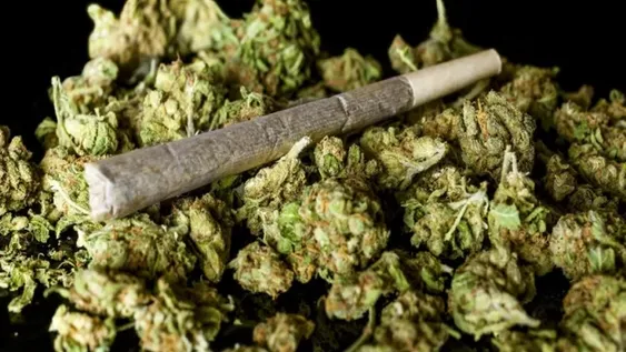 El consumo de marihuana aumenta el riesgo ante el coronavirus, advierten especialistas