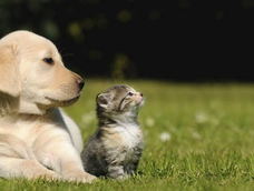 Perros o gatos: la ciencia revela cuál es la mascota más limpia para el hogar