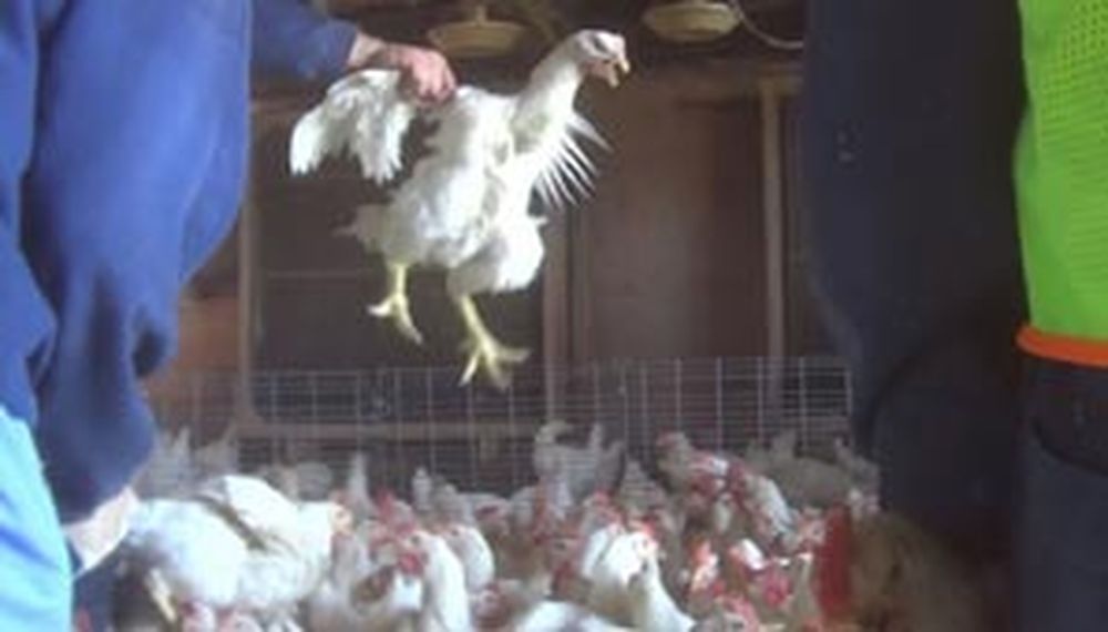 Denuncian crueldad contra gallinas en una granja de EEUU