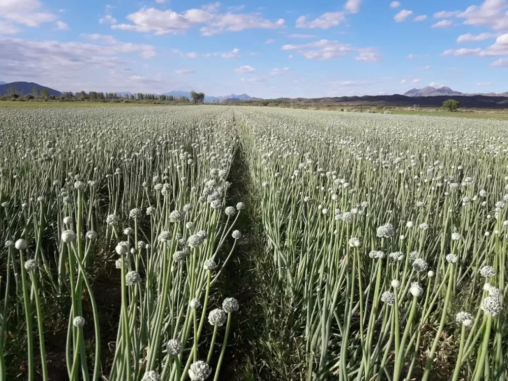 Ampelografía práctica a campo