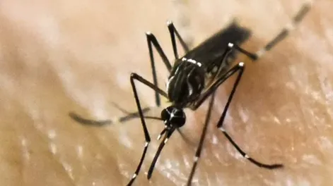 Dengue: dos muertes en Córdoba y en Santa Fe