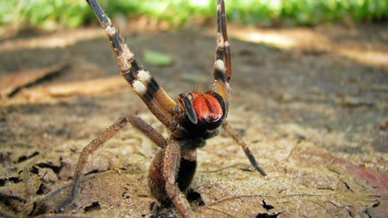 Dónde habita la araña más venenosa del mundo