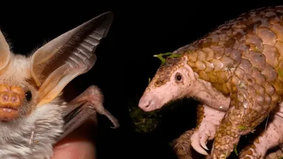 La OMS concluyó que la teoría del virus de laboratorio es “extremadamente improbable”