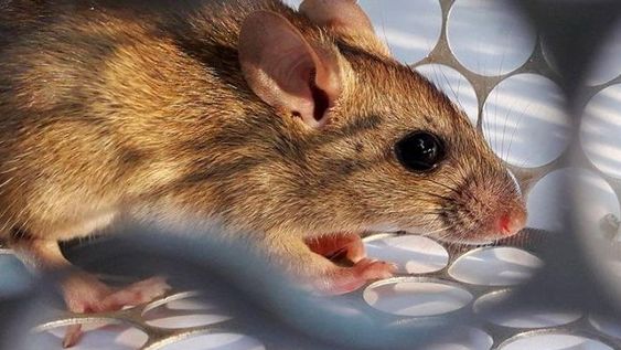 Confirman un caso de hantavirus en un hombre de Neuquén