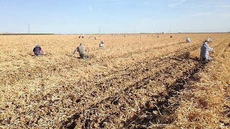 USA: el ajo hoy está de moda