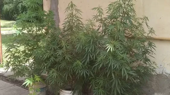 Tenía un cultivo de marihuana