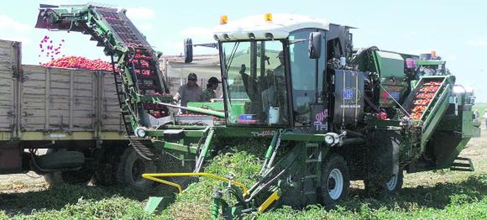 Faltará un 35% del tomate industria por daños de clima