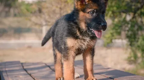 Escaló una pared, robó un perro y terminó con más de un año de prisión