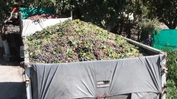 La baja tasa de interés, la clave para sumar bodegueros al plan de cosecha