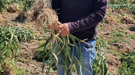 Hay cosecha de ajos tempranos con ventas a los mendocinos