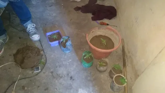 Secuestraron más de 60 plantas de marihuana de una casa de Pocito