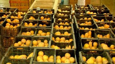 Obtención de híbridos de zapallo Anco aptos para la exportación