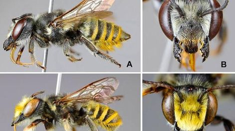 Cuatro nuevas especies de abejas