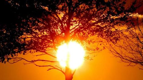 El golpe de calor en las plantas