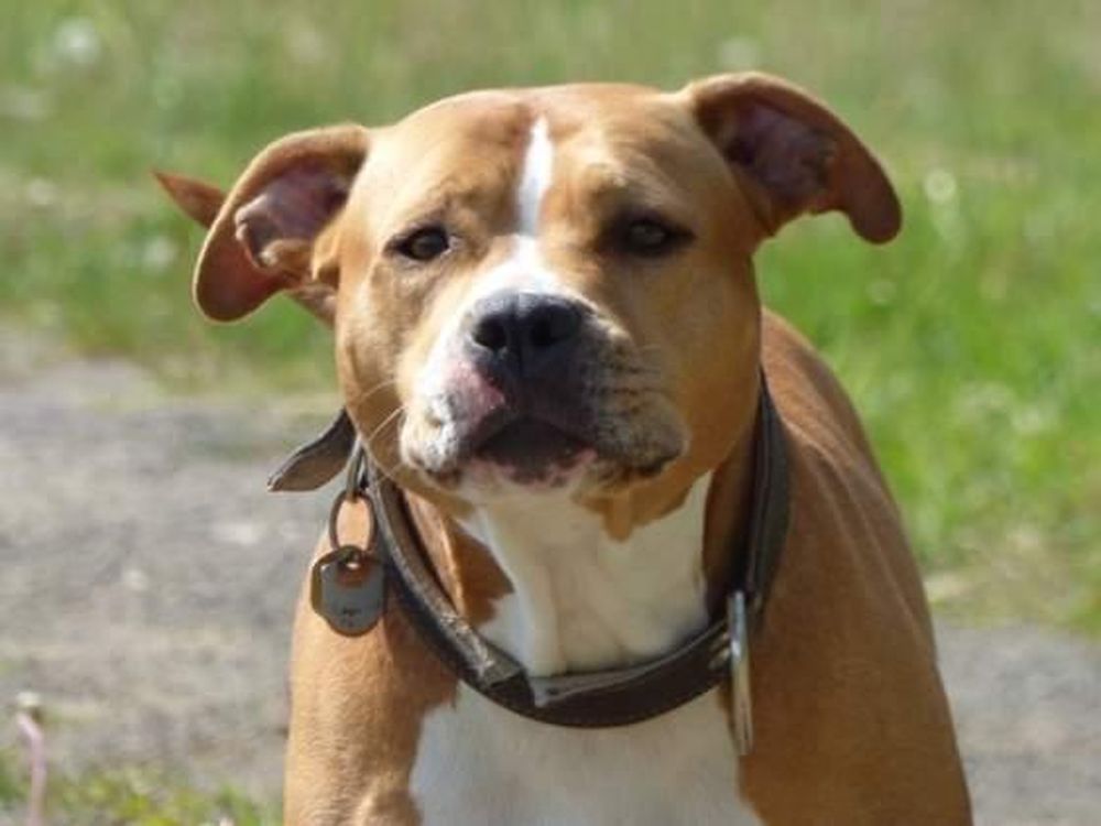 Una nena fue atacada por su propio pitbull, su abuela quiso salvarla y a ella también la mordió