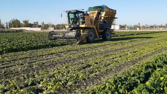 Por la abundancia de agua creció el 30% la compra de tierras en el Médano