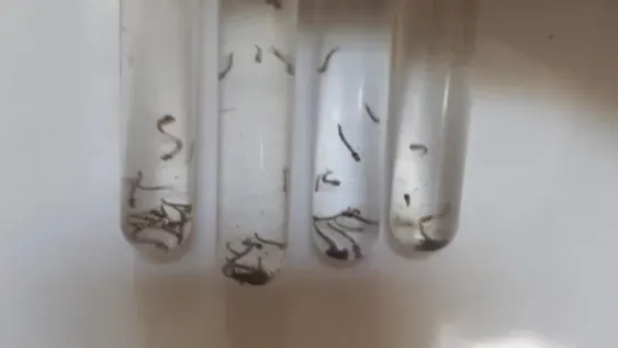 En medio del brote de dengue comenzaron a hacer los análisis de detección en San Juan