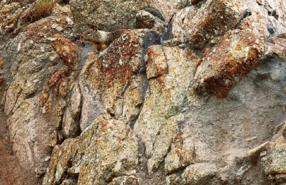 Reto visual: ¿Podés encontrar al animal camuflado entre las rocas?
