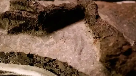 Descubrieron fósil de dinosaurio vinculado al asteroide que los extinguió