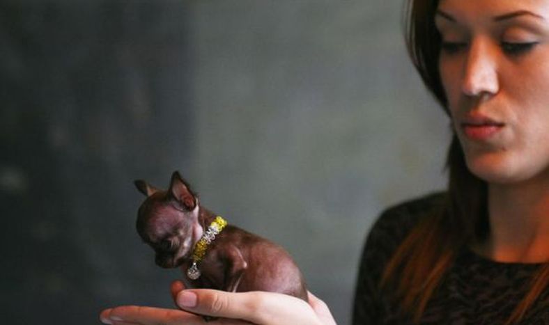 ¿El chihuahua más chico?
