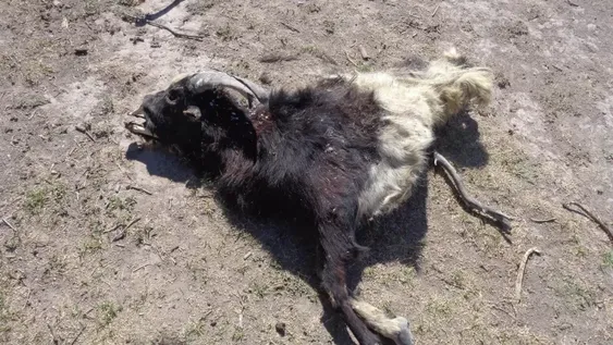 Los laguneros huarpes atraviesan la peor crisis de los últimos 15 años