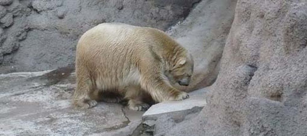 Zoo de Mendoza: murió el oso Arturo