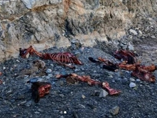Encontraron animales faenados cerca del dique Cuesta del Viento