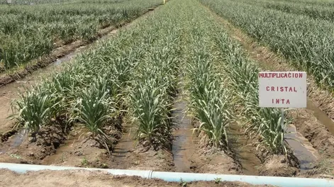 Fertilización y manejo técnico en cultivos de ajos cuyanos