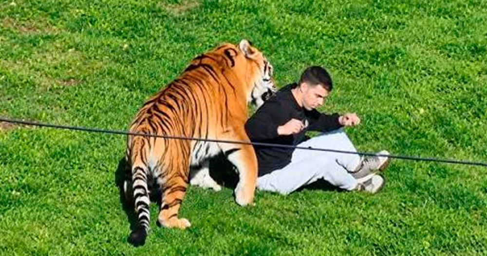 Un hombre ingresó al recinto de un tigre en un zoológico y murió tras ser atacado.
