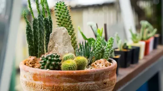 Cómo cuidar los cactus y suculentas en invierno