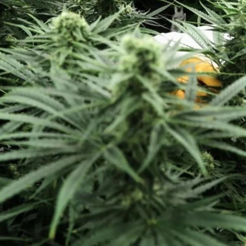 Gobierno alemán aprueba plan para legalizar el consumo recreativo de cannabis