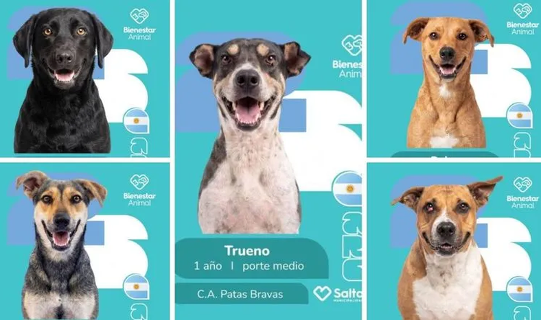 Perros mundialistas.